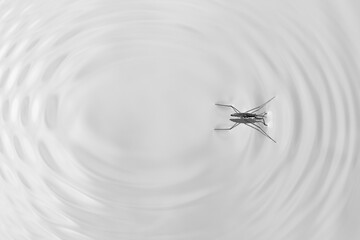 Water strider (Limnoporus notabilis)