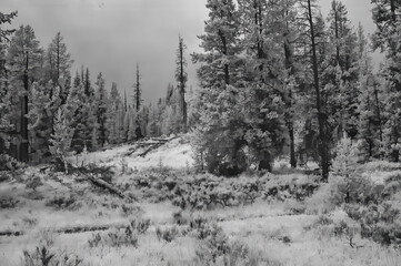 Black and white infrared view of Yellowstone woods, Wyoming, USA