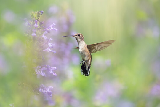 Hummingbird