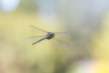 Dragonfly