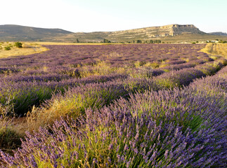 lavender fields in the mountains of Spain, a landscape with mountains on the horizon
