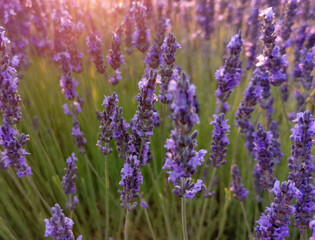 Fototapeta premium Lavender flower close up in a field against a sunset background.