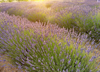 Naklejka na ściany i meble Lavender flower lield in a field against a sunset background.