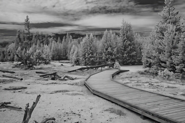 Black and white infrared view of Yellowstone woods, Wyoming, USA