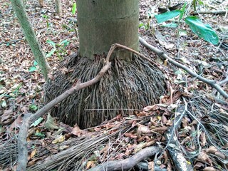 tree roots in the forest