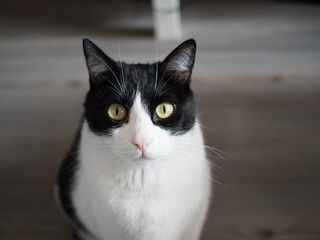 Gato con mirada penetrante