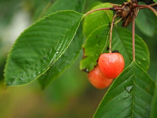 Two rad cherries in a foliage on a rainy day (Szczecin Poland)