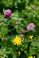 Obraz premium Detail of Wildflowers in the summer Nature