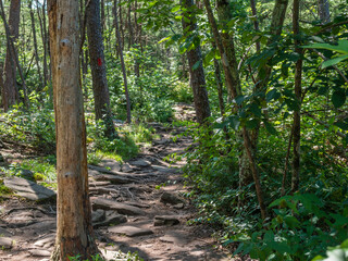 footpath in the forest, Little River Canyon National Preserve, Alabama, USA