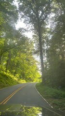 Obraz premium road in the woods