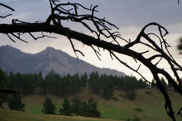 tree formation akin to mountain