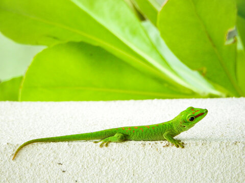 green lizard