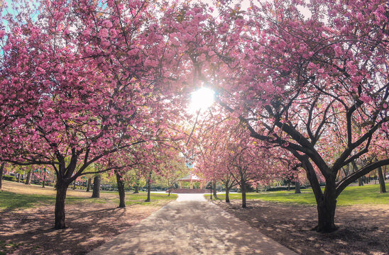 cherry blossom alley in hamilton park