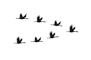 Vector hand drawn flying cranes birds flock silhouette isolated on white background