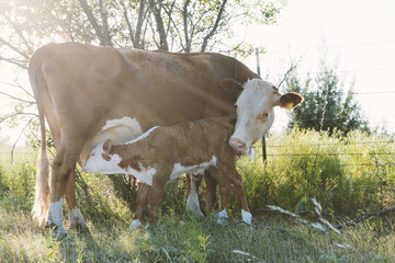 Hereford calf nursing on mom cow during summer in pasture. © ccestep8