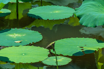 water lilies in alabama, usa