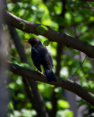 bird on a tree