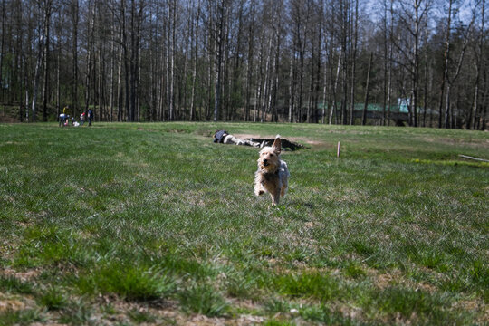 Happy little orange havanese puppy dog is sitting in the grass. High quality photo