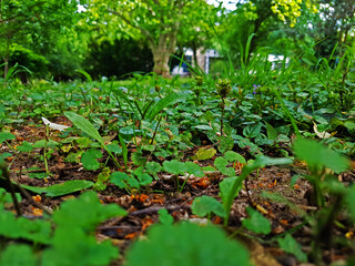 green leaves in the forest