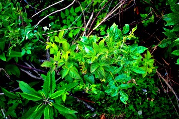 green leaves background