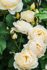 Bush yellow blooming rose. Growing roses. A lot of beautiful blooming roses. Buds of a yellow rose. Blooming rose bush. Blooms a lot of flowers.