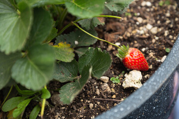 Strawberry plant - fresh strawberries ready for harvest - home garden with orchard - strawberries planted in pot -