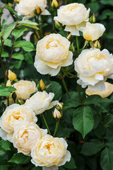 Bush yellow blooming rose. Growing roses. A lot of beautiful blooming roses. Buds of a yellow rose. Blooming rose bush. Blooms a lot of flowers.