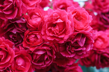 Bush blooming rose closeup. Abundant flowering roses. Growing roses. A lot of beautiful blooming roses. Blooms a lot of flowers.