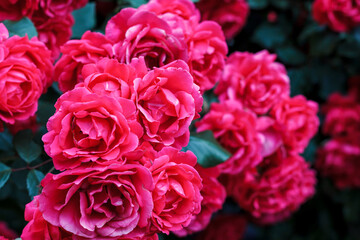 Bush blooming rose closeup. Abundant flowering roses. Growing roses. A lot of beautiful blooming roses. Blooms a lot of flowers.