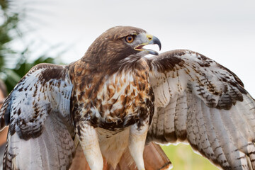 Red Tailed Hawk 01