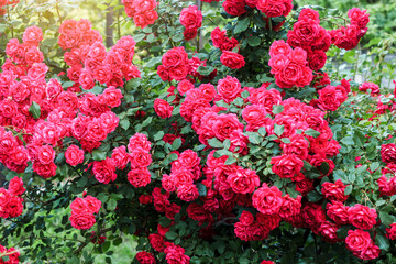 Fototapeta premium Bush blooming rose closeup. Abundant flowering roses. Growing roses. A lot of beautiful blooming roses. Blooms a lot of flowers. Red roses.