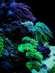 Long tentacles colorful live coral in saltwater reef aquarium tank