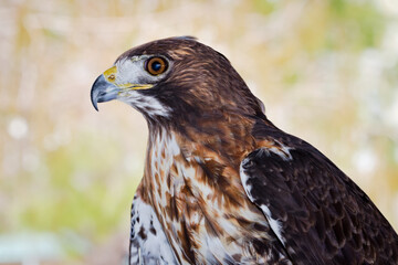 Red Tailed Hawk 03