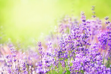 Summer blossoming lavender, flower field background, pastel and soft floral card, selective focus, shallow DOF, toned