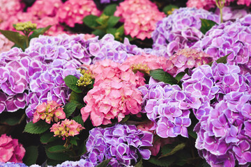 Summer blossoming pink and violet hydrangea flowers in garden, selective focus	