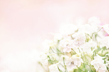 Obraz premium White spring blooming flowers or summer blossoming delicate larkspur festive background, pastel and soft delicate bouquet floral card, selective focus, toned 