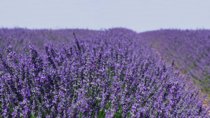 Naklejka na ściany i meble Lavender flower fields in Brihuega