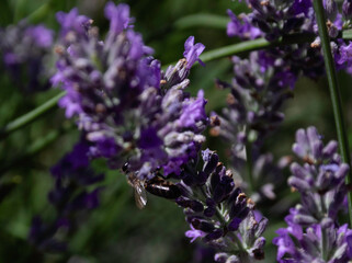Bees on Lavender flower fields in Brihuega