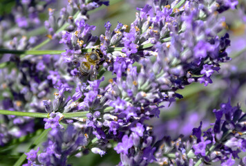 Bees on Lavender flower fields in Brihuega
