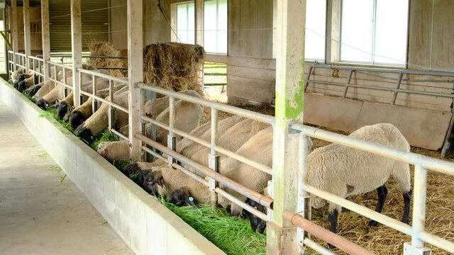 小屋で餌を食べる黒羊の食事風景