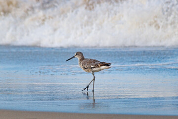Willet Outer Banks 03