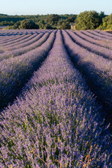 Lavender flower fields in Brihuega