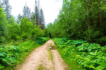 The road from the sand goes through the forest. Summer
