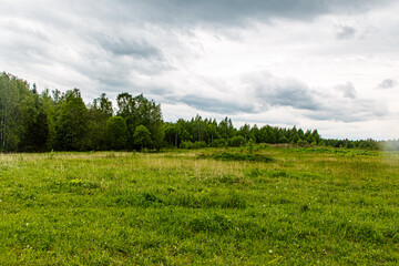 Traditional Russian landscape, trees growing on a green field.