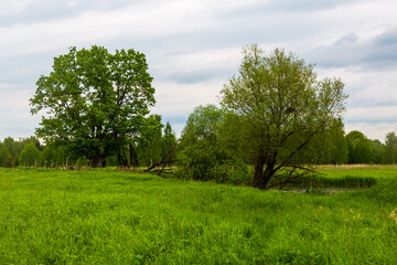 Fototapeta na wymiar Traditional Russian landscape, trees growing on a green field.