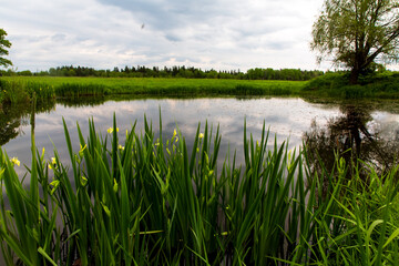 Trees grow on the Bank of a small pond in a field