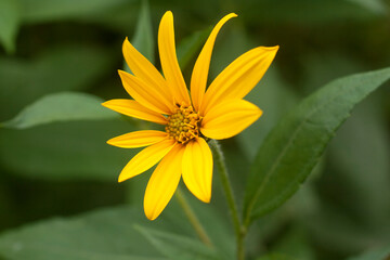 Beautiful yellow flower close up