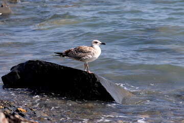 seagull on the beach