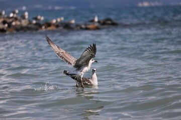seagull on the beach