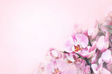 Summer blossoming delicate orchids, blooming tropical flowers soft festive background, selective focus, toned 